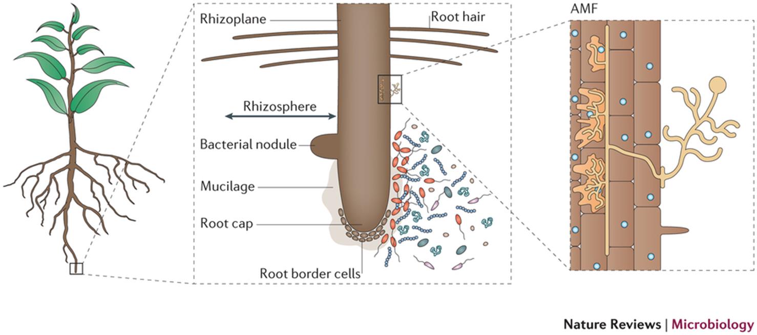 Duurzaam telen: De rol van de Rhizosfeer Bacteriën en schimmels rondom de wortelpunt (biofilm) helpen de plant bij de opname en afvoer van