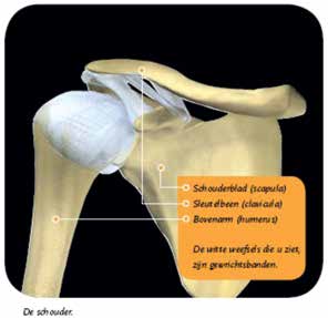 Hoe ontstaat een schouderluxatie? In veruit de meeste gevallen schiet de kop van de bovenarm aan de voorkant uit de kom van het schouderblad.