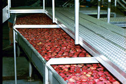 4.1.2 Sorteermachines en waterdumpers Bij het sorteren van fruit (appels en peren) kan er op allerlei momenten schade aan de vruchten ontstaan.