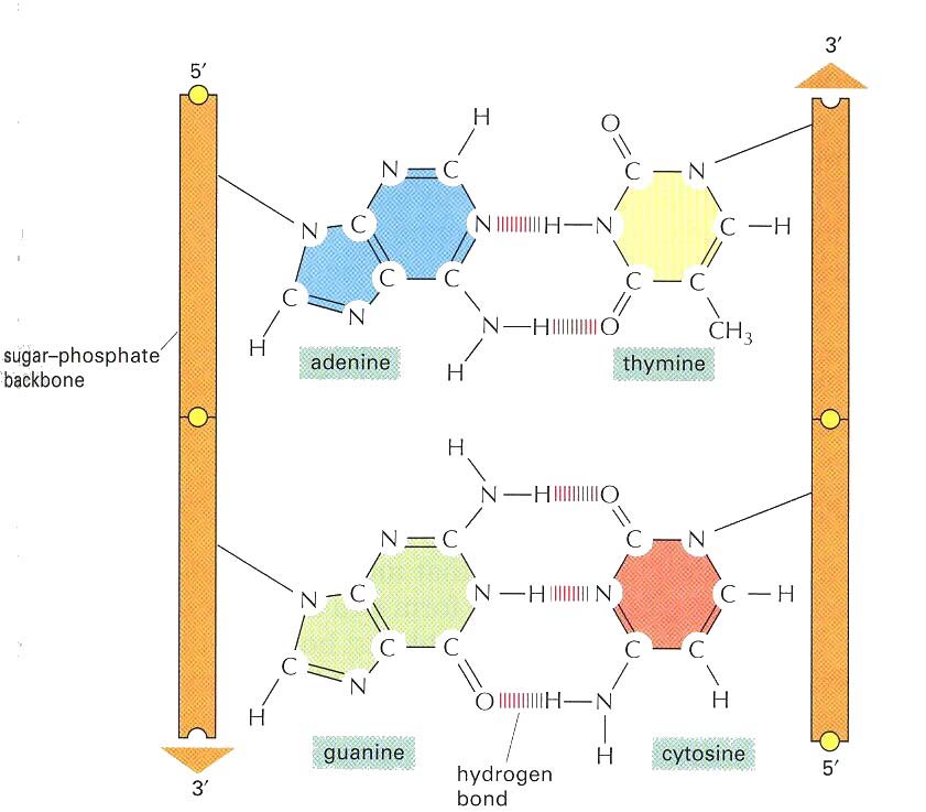 Structuur en functie van DNA (4) Complementaire basenparing: van de ene streng basevolgorde bekend, dan ook van de