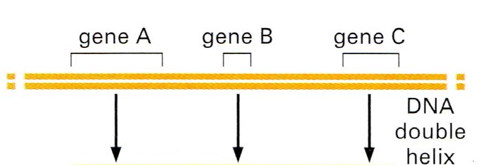 Structuur en functie van DNA (6) DNA codeert informatie door middel van de volgorde van de nucleotides