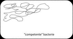 Niet alle bacteriën kunnen dat: ze moeten competent gemaakt worden.