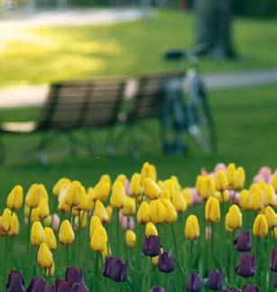 Ook kunt u hier terecht voor een hapje en een drankje en een vrolijk bosje tulpen. www.tulpeninformatiecentrum.nl 5.