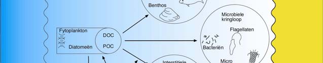 De vertaling is eigenlijk trage of slome loper, ondanks z n acht pootjes. Merkwaardige beestjes met uitzonderlijke capaciteiten. Je kunt ze koken, uitdrogen, invriezen of in pure alcohol gooien.