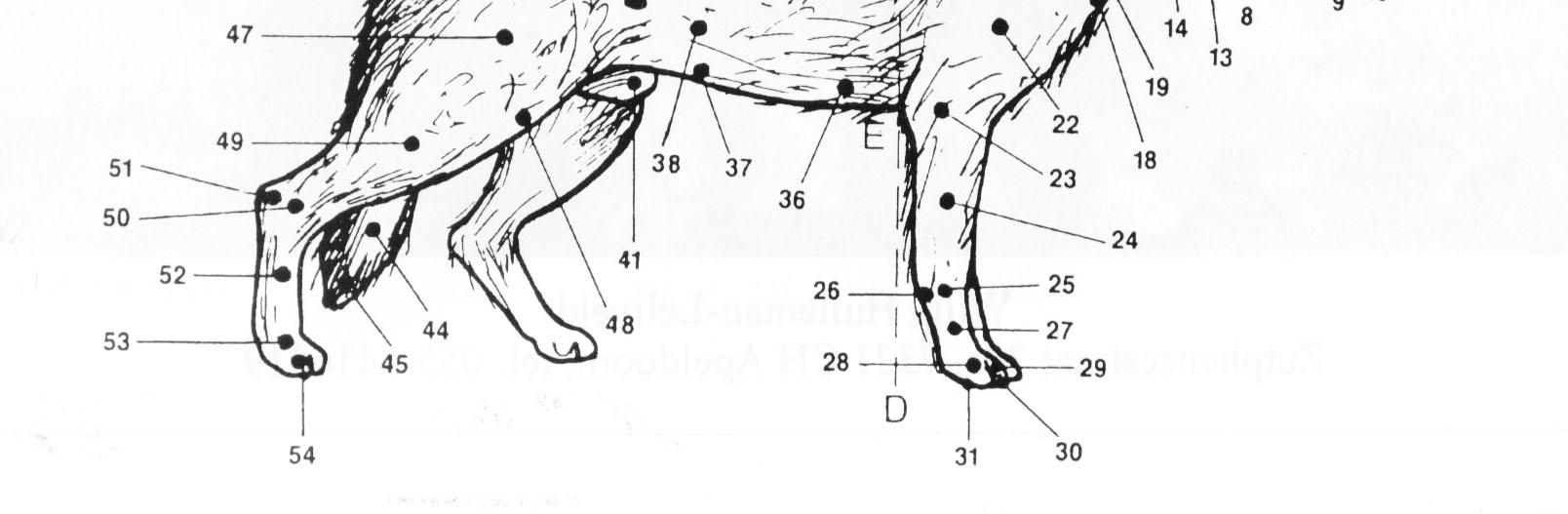 -Heuphoeking -Angulation de la hanche -Pelvic or hip angulation -Hüftwinkelmg ß -Kniehoeking