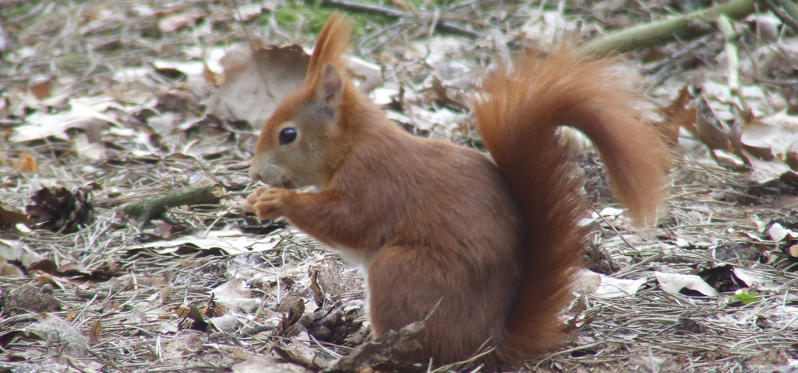 Eekhoorn in 2013 afgenomen 2014 is het jaar van de eekhoorn. In het kader daarvan wordt maandelijks over dit dier geschreven op de website www.natuurbericht.nl.