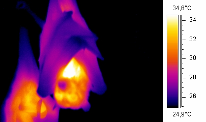 Dat betekent ook dat je minder energie verbruikt. Tijdens het slapen daalt onze temperatuur de temperatuur van een vleermuis Denk maar aan een echte kachel.