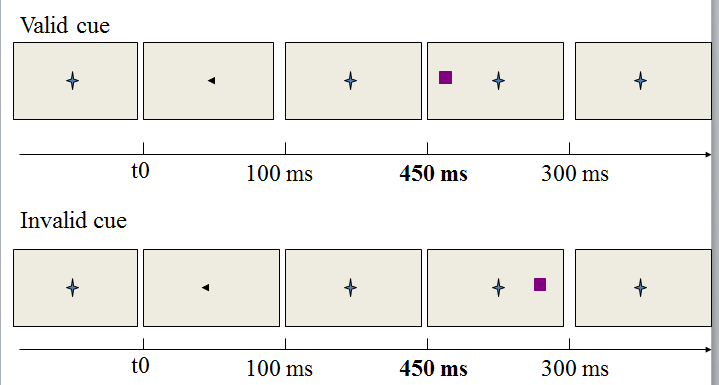 Posner paradigma: covert orienting (ruimtelijke visuele) Exogeen 3 fasen: 1) Sample (blokje 2) Sample stimulus = cue stimulus leeg vierkantje 2) Delay (blokje 3) 3) Test (blokje 4) Target stimulus =
