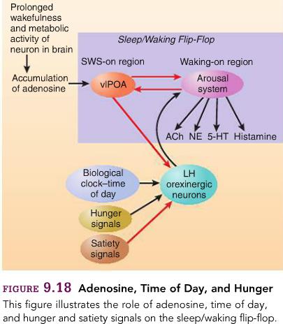 Ze krijgen ook inhibitie input van het vlpoa; slaapsignalen die er zijn door de accumulatie van adenosine kunnen belangrijker worden excitatorische input 3.4.