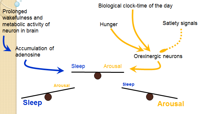 Adenosine, time of day and hunger Orexinergische neuronen ontvangen een excitatorisch signal van de biologische klok (wat slaap-wakker ritme controleert).