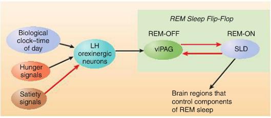 Fig 9.20 The REM sleep flip flop REM ON en REM-off regio s zijn verbonden door middel van inhiberende GABA neuronen.