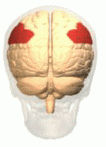 5.2 Beginselen van de neuroanatomie De hersenen Pariëtale: Laterale zijde