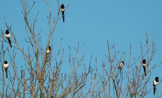 groene specht, merel, kramsvogel, koperwiek, zanglijster, vink, heggenmus en koolmees. De voedselkeuze van de Veldhovense en Eindhovense slechtvalken komt goed overeen met bovenstaande soortenlijst.