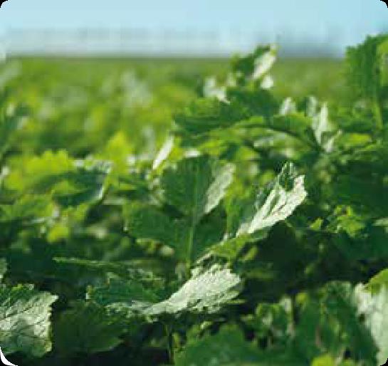 GLB Tajuna Proterra Maize Bodemverbeteraar en aaltjesbestrijding in één 226,- hoger saldo per ha Door de combinatie bodemverbeteraar en aaltjesbestrijder is de multifunctionele bladrammas Tajuna een