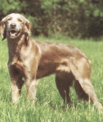 Etnografie 15/22 Ierse Setter Deutscher Vorstehhund hoogbenig, smal; duidelijke stop; matig lange oren; laag aangezette puntige staart; tamelijk langharig; uniform roodbruin Weimaraner matig lange