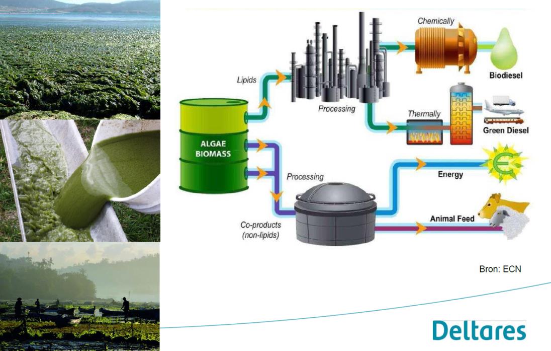 Aquatische biomassa in NL Duurzame productie en ontwikkeling van biomassa Waterplanten Zoutwaterlandbouw