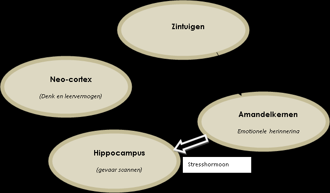 CREF-Methode Het Brein: