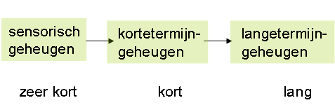 Afbeelding 13 verloop informatieverplaatsing in de geheugengebieden 21 In de loop van een mensenleven wordt de snelheid van de prikkelgeleiding en de synaptische overdracht verminderd, door