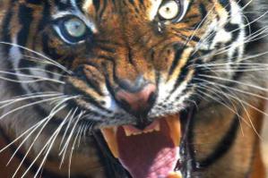 Onze dagelijkse stress Een lichamelijke reactie op een onzichtbare tijger : Files