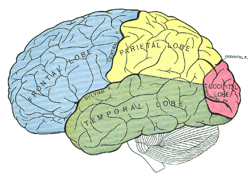 Ontwikkeling van de hersenen 18-24 jaar cognitief, emotioneel en sociaal nog niet volgroeid Prefrontale gebieden ontwikkelen in de