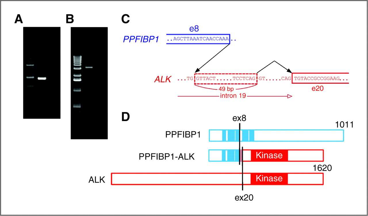 EML4-ALK translocaties/inversies in NSCLC 13.14 Mb EML4 ALK-gen EML4-gen inversie EML4/ALK fusie-produkt ALK fusie-genen: 14 partners?