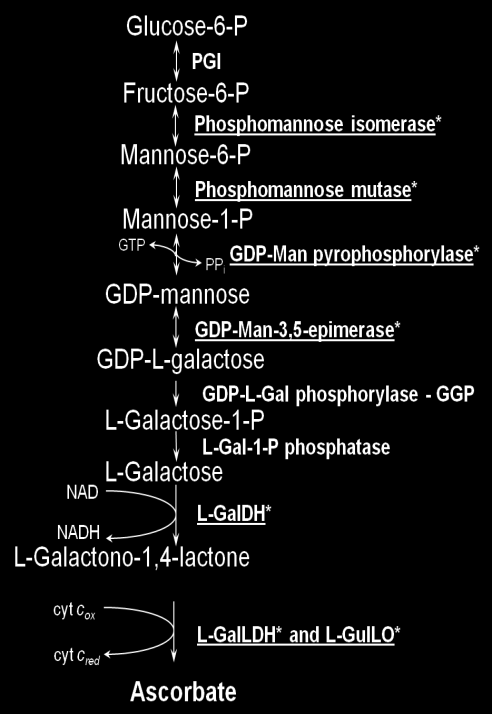 6. vitamine C en ethylene in tomaat Doelstelling de expressieniveaus na van enkele belangrijke genen van