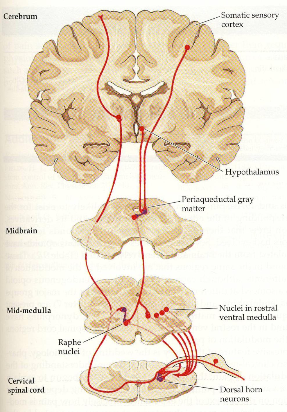 Stress GABA neurotransmissie Serotonergische activiteit Minder