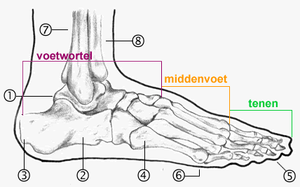 ONDERBEEN 1 = caput fibulae 2= condylus lateralis tibiae 4= condylus medialis tibiae 11 = malleolus medialis (tibiae) 12 = malleolus lateralis (fibulae) Onderbeen bestaat uit tibia (scheenbeen) en