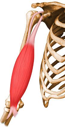 serratus anterior - Zaagtandspier - Loopt tussen de ribben en schouderblad in, dus onder het schouderblad Rotatorcuffspieren Hier volgt een groep die bij elkaar hoort, deze 4 zijn samen de