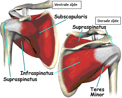 M. trapezius - Bestaat uit 3 delen: o Dalend = pars descendens o Dwars = pars transversus o Stijgend = pars ascendens (spinosi th1 t/m th12) - Origo van de pars transversus is het lig.