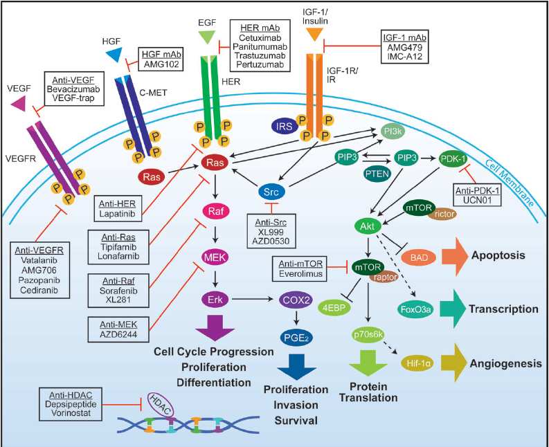 Anno 2012 beschikken we over veel moleculaire methoden om genetische afwijkingen te detecteren Welke genetische veranderingen zijn waargenomen in longkanker? Teveel om op te noemen!