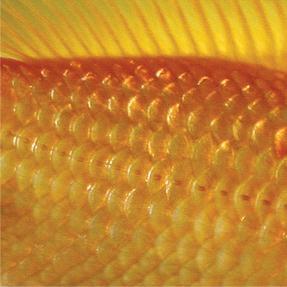 Aanschaf en kosten Een goudvis kunt u kopen bij de aquariumspeciaalzaak of bij een tuincentrum met een dierenafdeling.