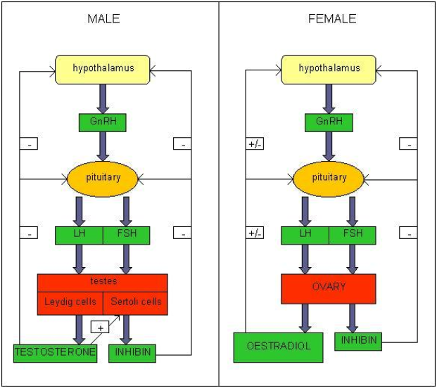 Figuur 2 : Feedback systeem van de Hypothalamo-Hypofysaire-Gonadale-as bij mannen en vrouwen Bron: cal.man.ac.uk/.../ 2000/mnby6kas/FSH&LH.