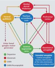 nl Structuur voordracht Introductie Neurobiologie Bonding/ attachment