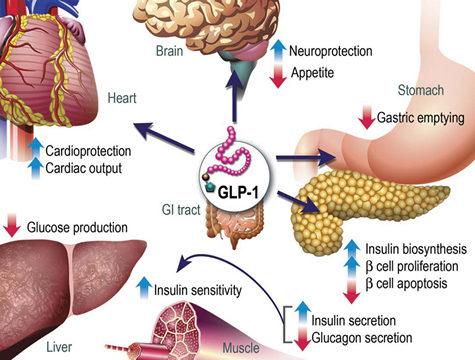 Conclusie Hogere incretinespiegels (GLP1) betere verzadiging, verhoogde immuniteit Minder co-morbiditeit Partiële deficiënties