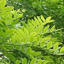 SOPHORA (HONINGBOOM) 92. Sophora japonica (Japanse pagodeboom) Kale twijgen, 25cm samengestelde bladeren met 7-17 eironde gaafrandige deelblaadjes SORBUS (LIJSTERBES) 93.