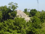Optie dag 11 Groepsexcursie naar Tikal Deze dag word je meegenomen voor een gegidste rondleiding in Tikal of Tik'al, een van de grootste steden van de Maya's ten tijde van de Klassieke Periode,