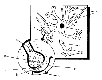 Breinprincipes De werking van de hersenen en de invloed op het leren Hierboven zie je een plaatje van een hersencel (neuron).