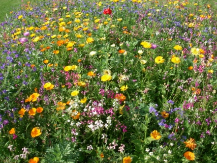 OVERZICHT Hoogte Code Bloemenmengsels Eénjarige mengsels 19504 Floriplan "Korte mengeling" 19503 Floriplan "Middeleeuwen" 19522 Floriplan "Japans gazon" 19538 Floriplan "Oosters tapijt" 19516