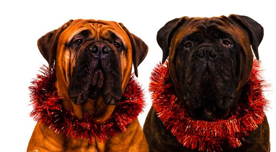 Fijne feestdagen voor u en uw huisdier! 2014 loopt op zijn einde, en in december breekt de tijd van feestdagen en vuurwerk weer aan.