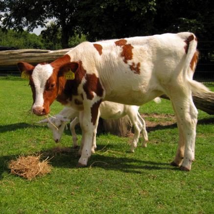 Onze dieren staan nu weer heerlijk op hun oude vertrouwde plekkie te grazen.