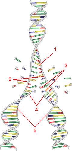 DNA of erfelijk materiaal bij celdeling: 1. spiraal gaat open 2. twee enkelvoudige strengen 3.