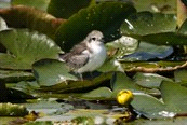 Europa / Nederland Code OS075 outdoor school Niveau Natuurfotografie cursus Natuurgebied de Wieden, 1 dag Met eigen boot het water verkennen!