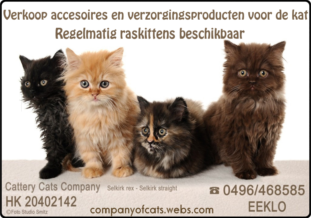 Kittens Cattery : Mengelmoes E-mail: catterymengelmoes@hotmail.