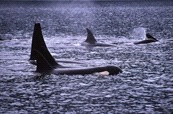 Rondreizen / Noord-Amerika / Canada Code TACA0018 TA individuele reis Niveau Accommodatie BC Vancouver Island * Johnston Strait Orca's, 1 dag, Bootexcursie op zoek naar de orka's In Johnstone Strait,