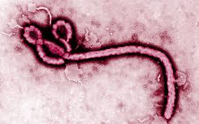 Inactivatie Ebola virus Voor verdere moleculaire analyse : lysis buffer chaotropische werking (guanidinium iso