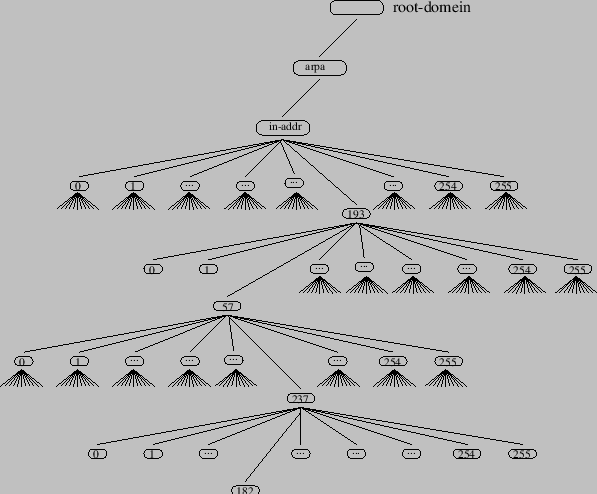 De omgekeerde wereld Reverse DNS : Elk domein heeft 256 subdomeinen Op 1 na de grootste tak in de