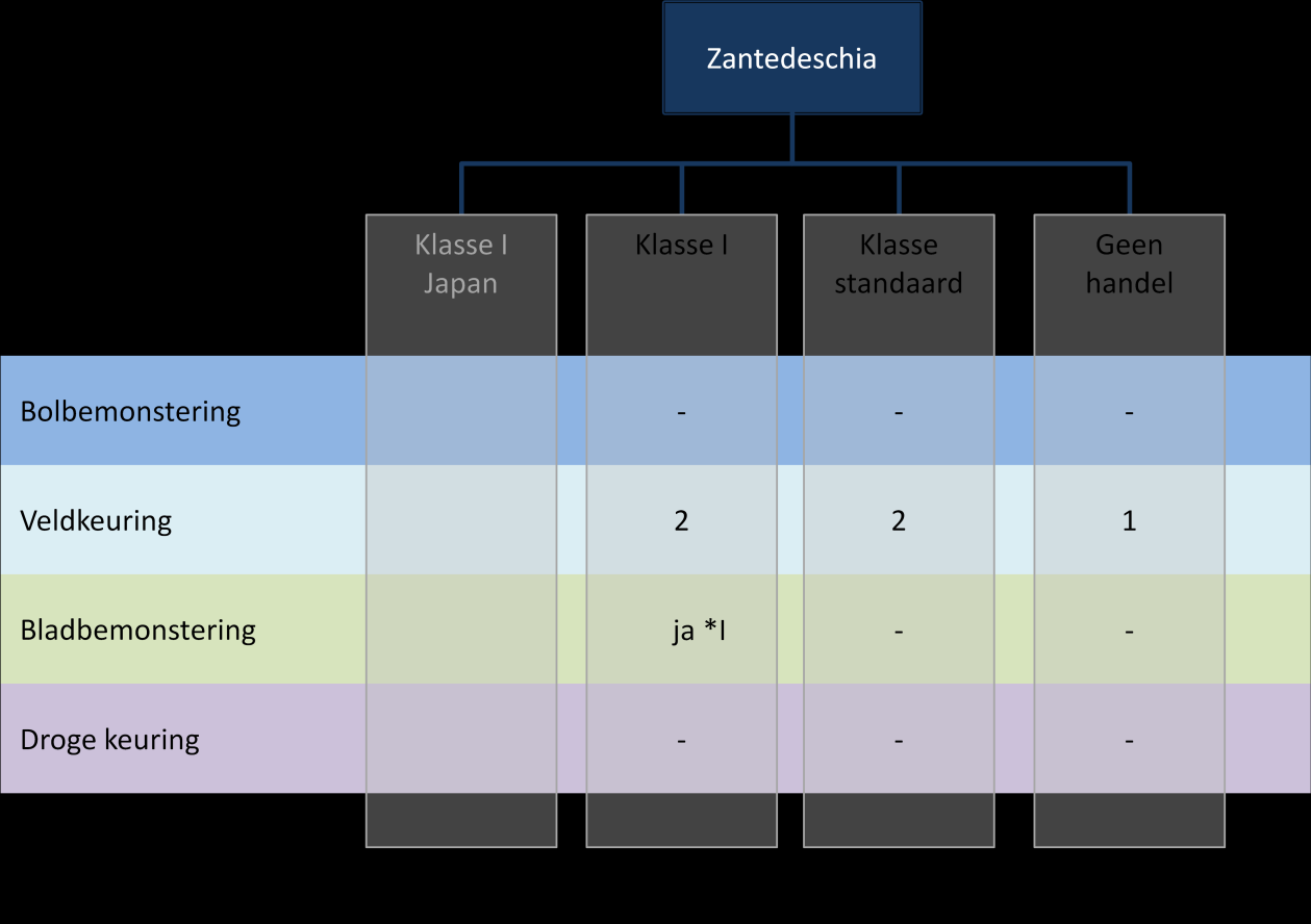 19. Zantedeschia