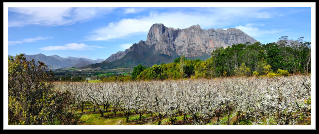 Tijdens deze reis rijdt u zelf door de Kaapse wijnlanden en bezoekt vele wijnboerderijen in beroemde wijngebieden zoals Stellenbosch, Franschhoek, Constantia en de Hemel & Aarde Vallei.