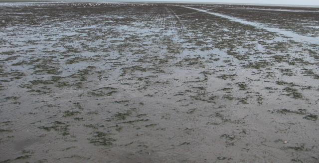 5. Wat vind u de belangrijkste bedreiging van de natuur in de Waddenzee? 5.Wat vind u de belangrijkste bedreiging van de natuur in de Waddenzee? a. klimaatsverandering b.